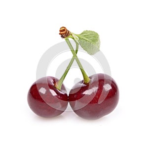 Sour cherry