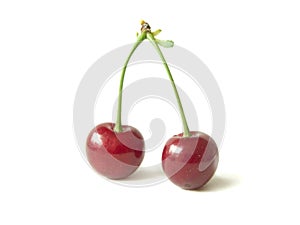 Sour cherry