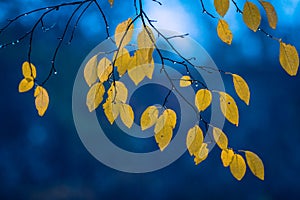 sour cherry Autumn red yellow leaves tree, branches colouring landscape forest blue cold background nature concept beautiful.