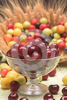 Sour cherry and cherry plums