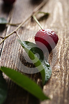 Sour Cherry close up with water drops