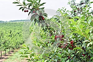 Sour cherry farm in an eastern European orchard