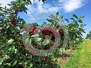 Sour cherry farm in an eastern European orchard