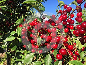 Sour cherry farm in an eastern European orchard