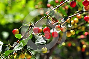 Sour cherry plant