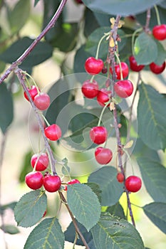 Sour cherry (Prunus cerasus)