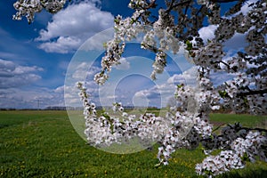 Sour cherry small white flowers and buds on thin twigs, tree in generous blossom grow in forb field, cloud on April spring morning