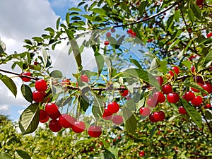 Sour Cherry Tree