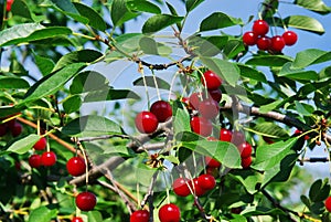 Sour cherry tree