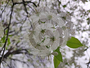 Sour cherry tree blossom closeup