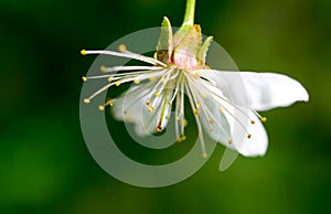 sour cherry tree flower