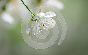 sour cherry tree flower