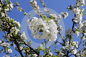 Sour cherry tree flowers in spring