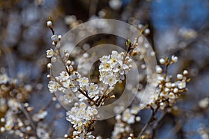 sour cherry tree in generous blossom  macro view of small white aromatic flowers and buds on thin twigs