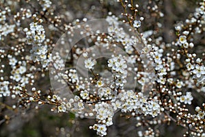 sour cherry tree in generous blossom  small white aroma flowers and buds on thin twigs  April spring morning