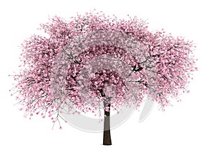 Sour cherry tree isolated on white