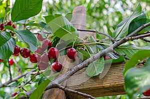 Sour cherry tree