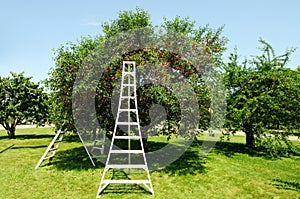 Sour Cherry Tree in the Orchard