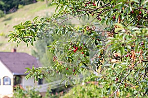 Sour cherry tree Prunus cerasus