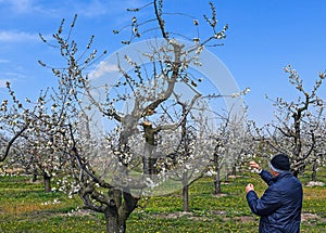 Sour cherry trees in spring time