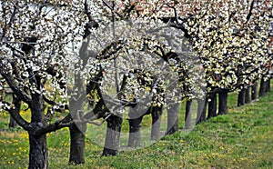 Sour cherry trees in spring time