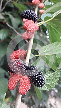 Sour fruit tree photo india