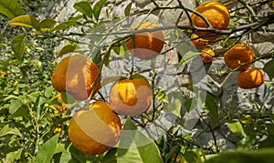 Sour Orange - bigarade orange tree in the detail photo