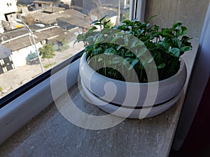 Sour orange (bitter orange) shoots in a white pot placed on windowsill in apartment to receive light