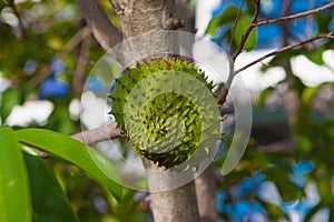 Sour sop