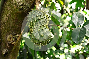 Sour sop, Graviola, Guyabano, Prickly Custard Apple. photo