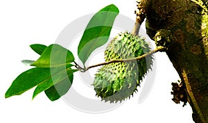 Sour sop, Graviola, Guyabano, Prickly Custard Apple. photo