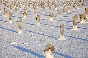Source bed of a salt