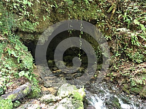 The source of the Jankovacki creek in a Park forest Jankovac or Izvor Jankovackog potoka u Park sumi Jankovac photo