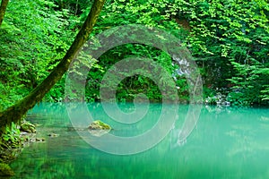 The source of the river Kupa in forest