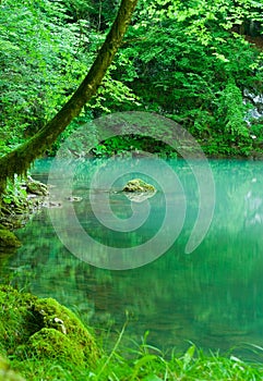The source of the river Kupa in forest