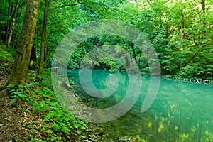 The source of the river Kupa in forest