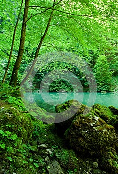 The source of the river Kupa in forest
