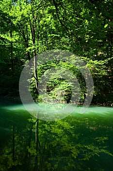 The source of the river Kupa in forest