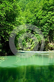 The source of the river Kupa in forest