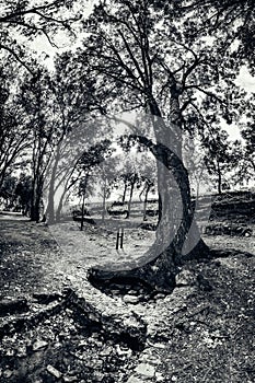 Source of the river Pinilla under a tree at Viveros