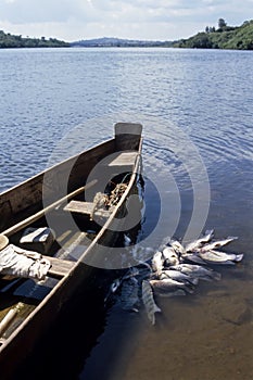Source of White Nile River and Nile perch, Uganda