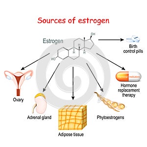 Sources of estrogen in women