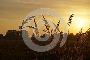 Sources of grass in the autumn meadow during the golden sunrise