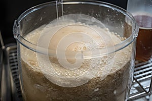 sourdough starter, with bubbles and rising dough, the result of wild yeast fermentation