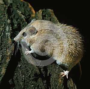 SOURIS EPINEUSE acomys dimidiatus