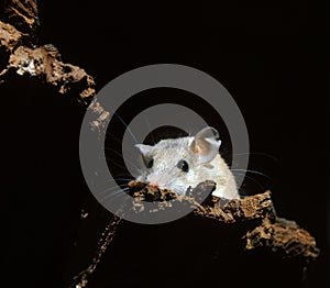 SOURIS EPINEUSE acomys dimidiatus