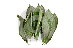 Soursop or annona muricata dried green leaves isolated on white background.top view,flat lay