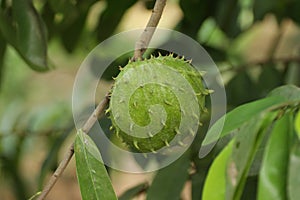 Soursop / Annona muricata fruit on the tree