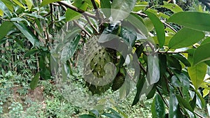 Soursop Annona muricata L., sirsak, durian belanda, graviola, guyabano, guanÃ¡bana, Annona muricata hanging on the tree in the ga