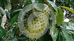 Soursop Annona muricata L., sirsak, durian belanda, graviola, guyabano, guanÃ¡bana, Annona muricata hanging on the tree in the ga